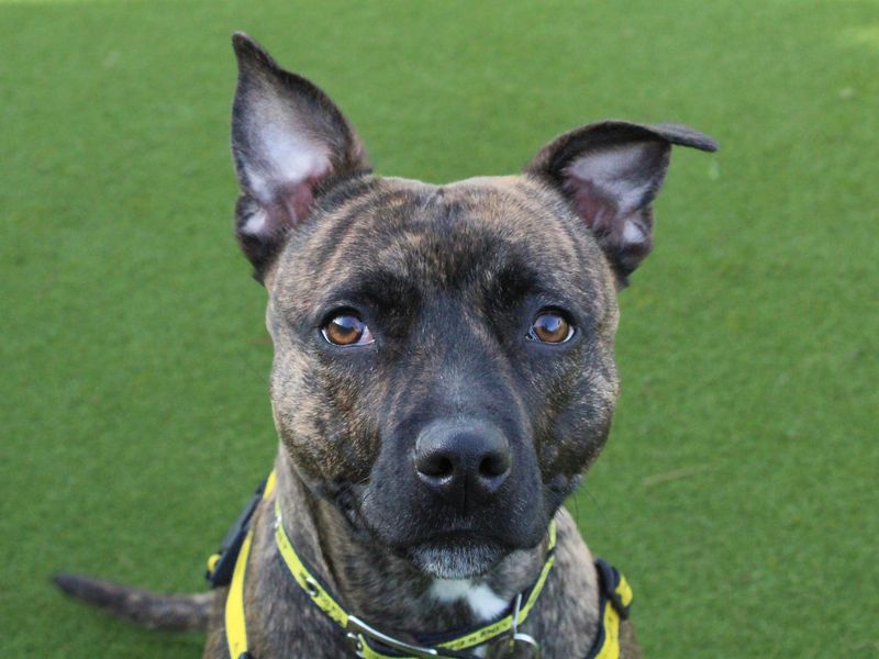 Staffordshire Bull Terrier for adoption in Evesham, Worcestershire – 1 year old - Image 4 of 5