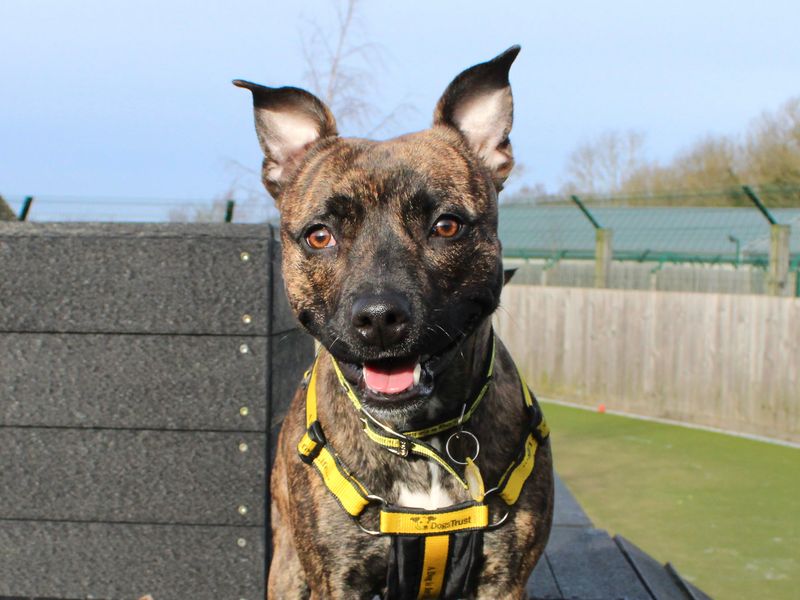 Staffordshire Bull Terrier for adoption in Evesham, Worcestershire – 1 year old - Image 3 of 5