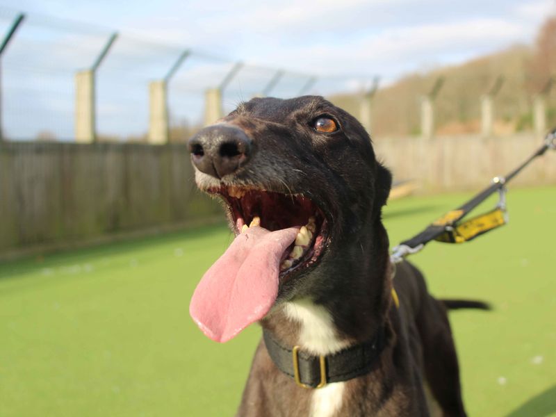Greyhound for adoption in Glasgow, Scotland – 8 years old