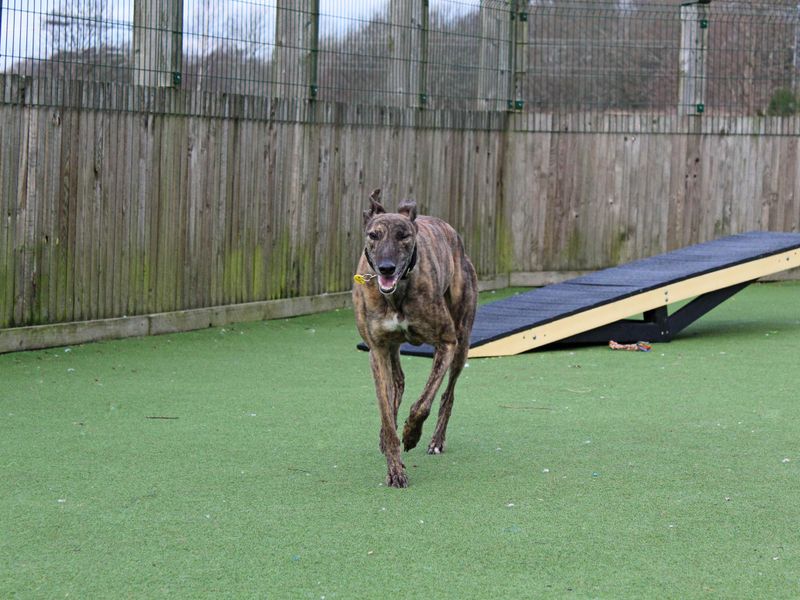 Greyhound for adoption in Glasgow, Scotland – 4 years old