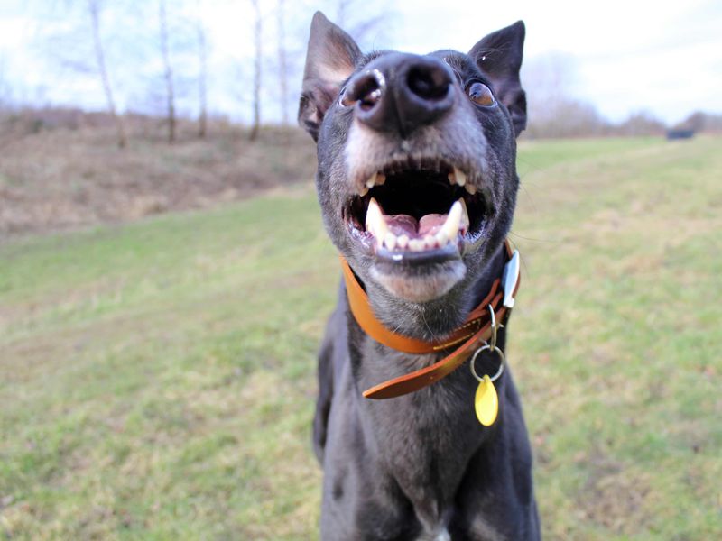 Greyhound for adoption in Glasgow, City of Glasgow – 4 years old - Image 2 of 8