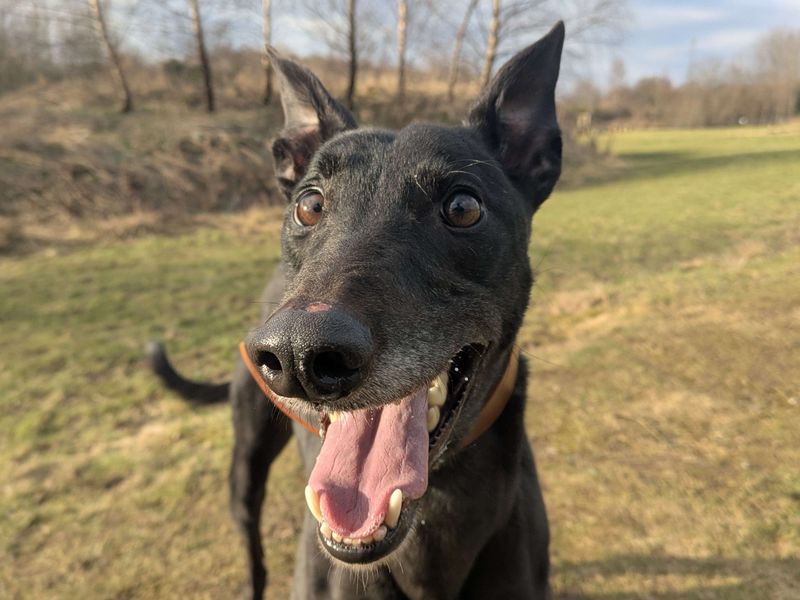 Greyhound for adoption in Glasgow, City of Glasgow – 4 years old - Image 5 of 8