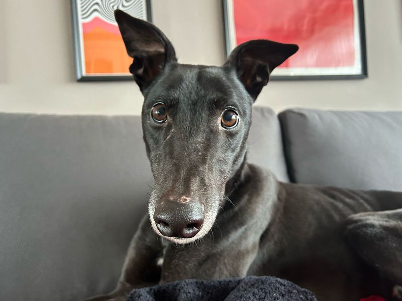 Greyhound for adoption in Glasgow, City of Glasgow – 4 years old - Image 4 of 8