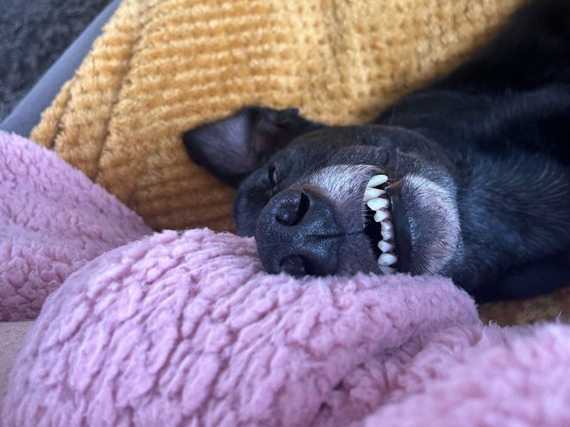 Greyhound for adoption in Glasgow, City of Glasgow – 4 years old - Image 7 of 8