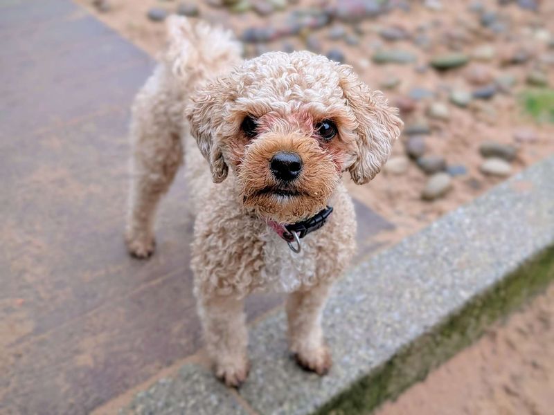 Poodle for adoption in Cardiff, Glamorgan – 1 year old - Image 5 of 6