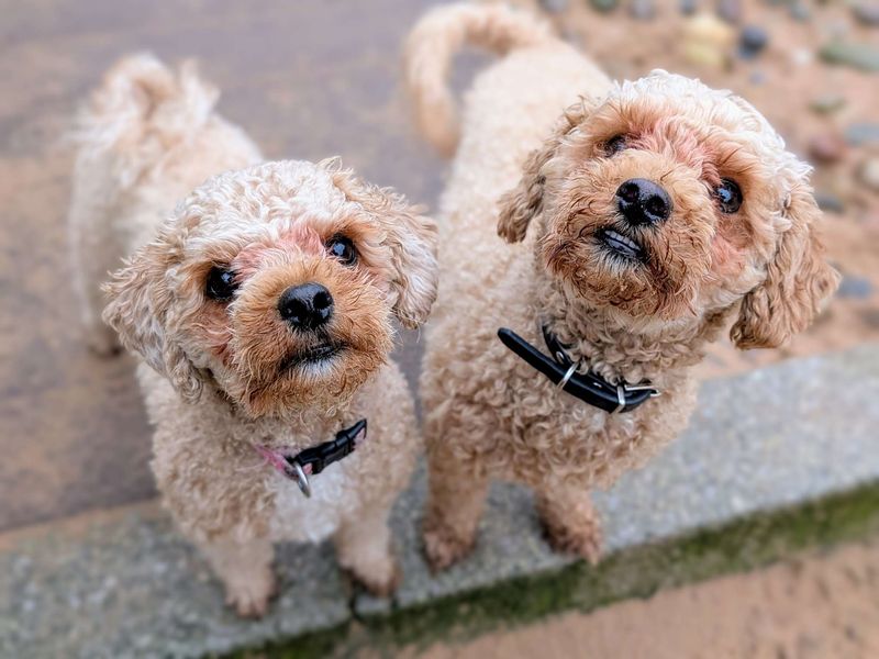Poodle for adoption in Cardiff, Glamorgan – 1 year old - Image 2 of 6