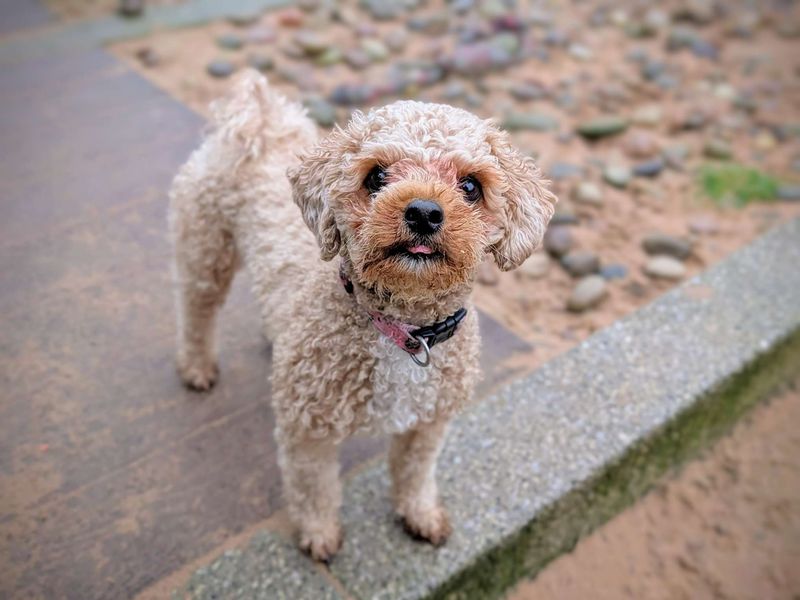 Poodle for adoption in Cardiff, Glamorgan – 1 year old - Image 6 of 6