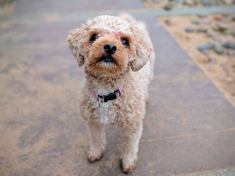 Poodle for adoption in Cardiff, Glamorgan – 1 year old - Image 3 of 6