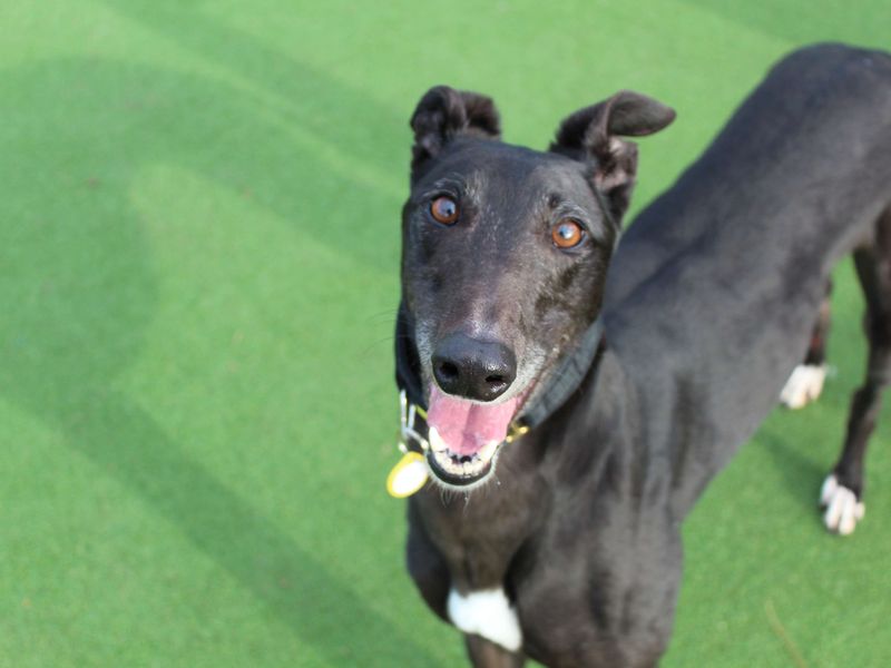 Greyhound for adoption in Glasgow, Scotland – 5 years old - Image 3 of 5