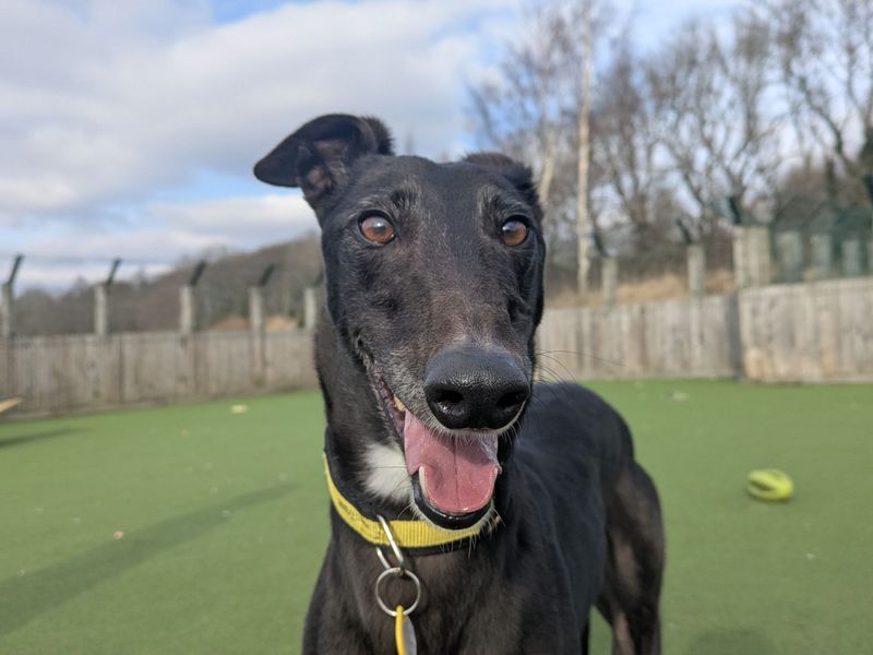 Greyhound for adoption in Glasgow, Scotland – 5 years old - Image 2 of 5
