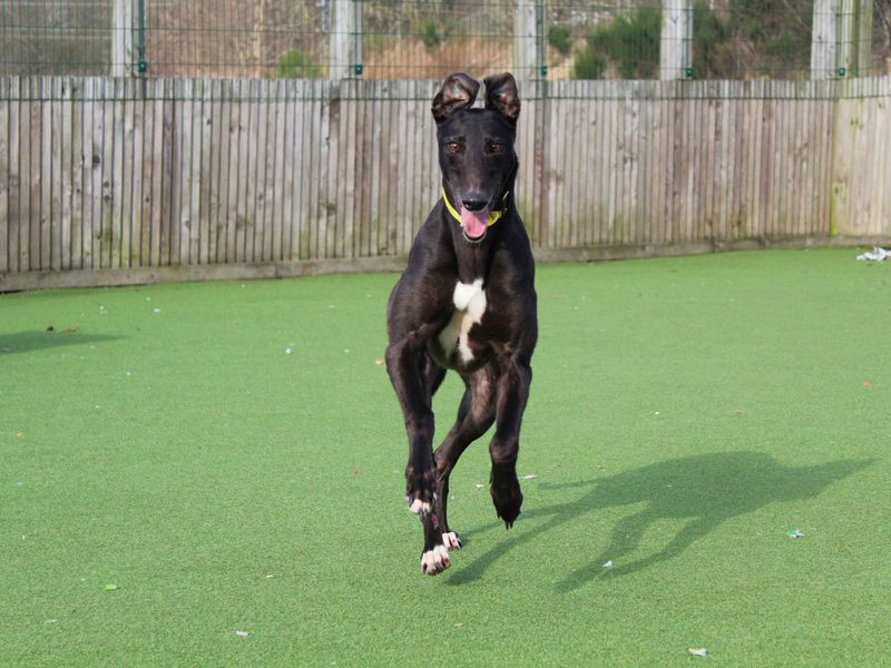 Greyhound for adoption in Glasgow, Scotland – 5 years old - Image 5 of 5