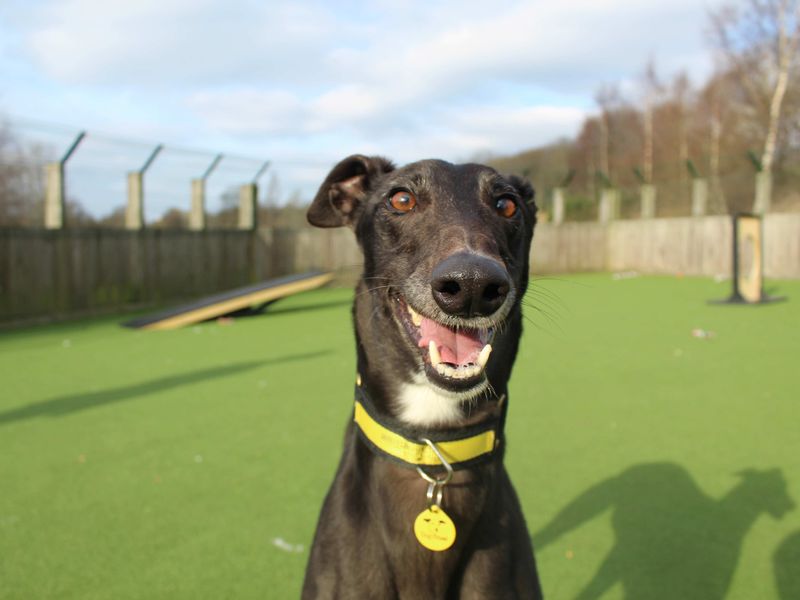 Greyhound for adoption in Glasgow, Scotland – 5 years old - Image 4 of 5