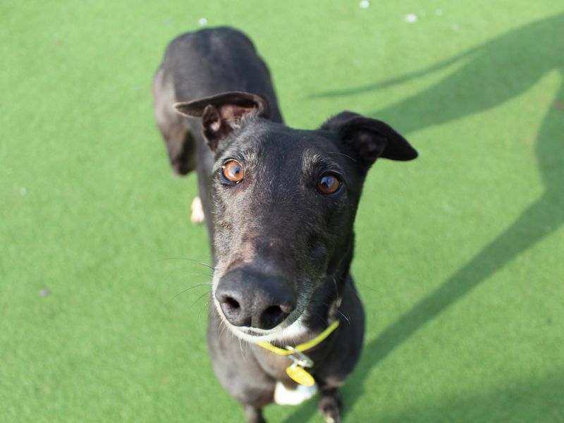Greyhound for adoption in Glasgow, Scotland – 5 years old
