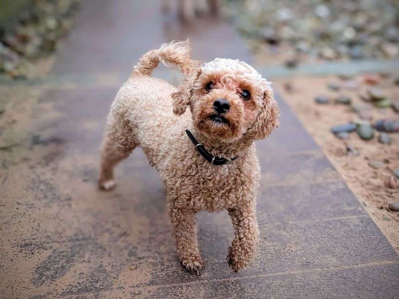 Poodle for adoption in Cardiff, Glamorgan – 3 years old - Image 4 of 6