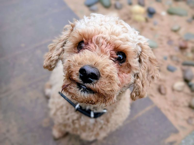 Teddy for sale in Cardiff, Glamorgan | Image 2