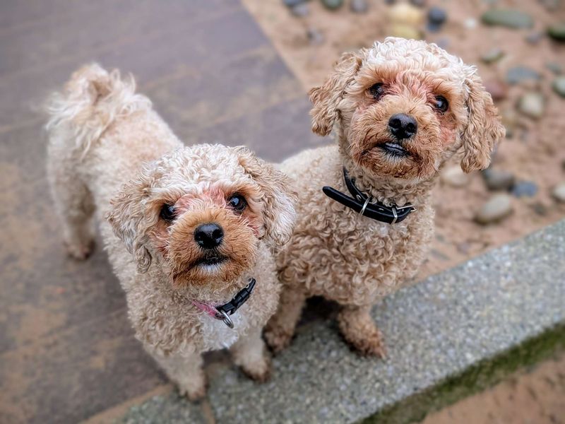 Poodle for adoption in Cardiff, Glamorgan – 3 years old