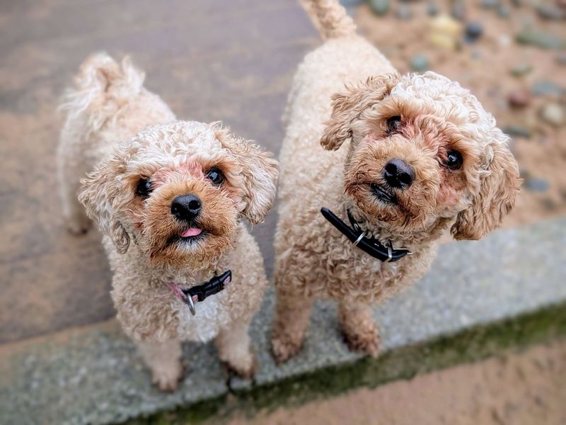 Poodle for adoption in Cardiff, Glamorgan – 3 years old - Image 5 of 6
