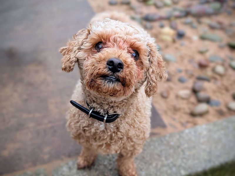 Poodle for adoption in Cardiff, Glamorgan – 3 years old - Image 6 of 6