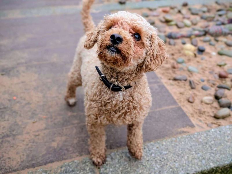 Poodle for adoption in Cardiff, Glamorgan – 3 years old - Image 3 of 6