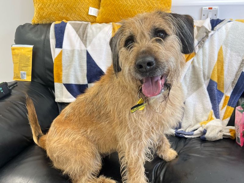 Mila | Terrier (Soft Coated Wheaten) | Ballymena (Northern Ireland) - 1