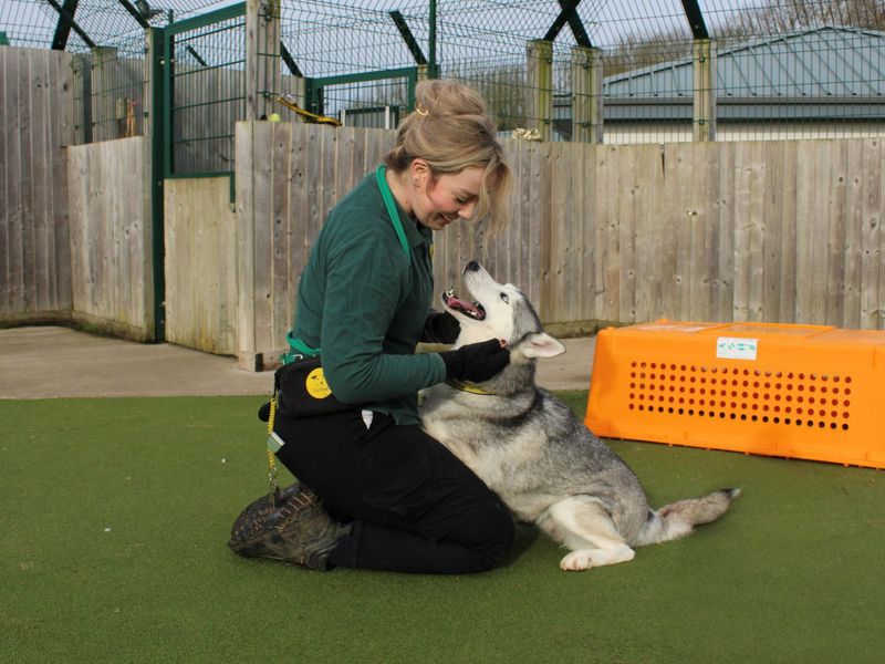 Siberian Husky for adoption in Evesham, Worcestershire – 4 years old