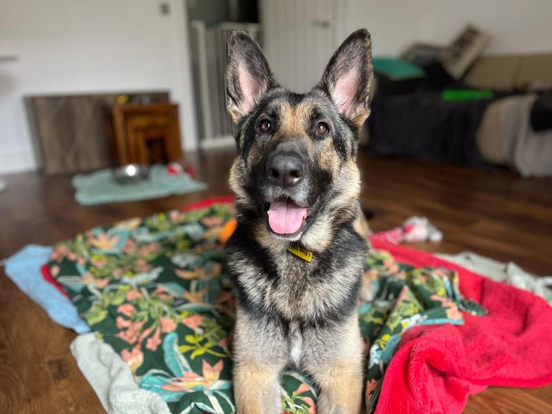 Willow | German Shepherd Dog | Evesham (Worcestershire) - 1