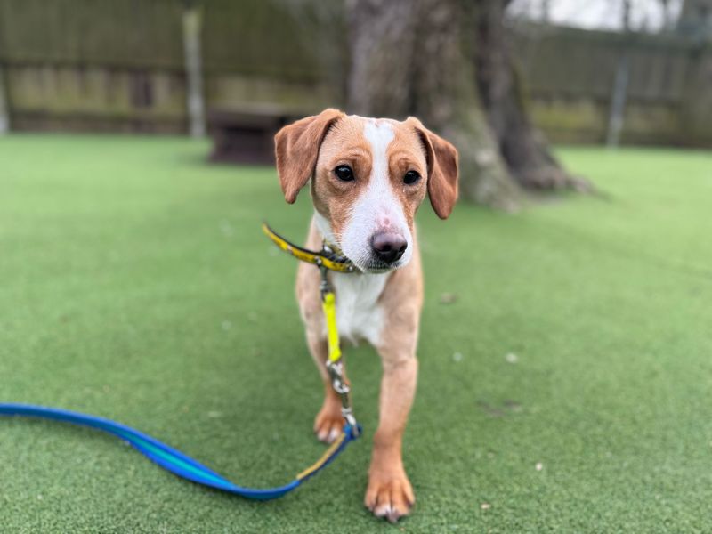 Jack Russell Terrier for adoption in Kenilworth, Warwickshire – 5 years old - Image 4 of 5
