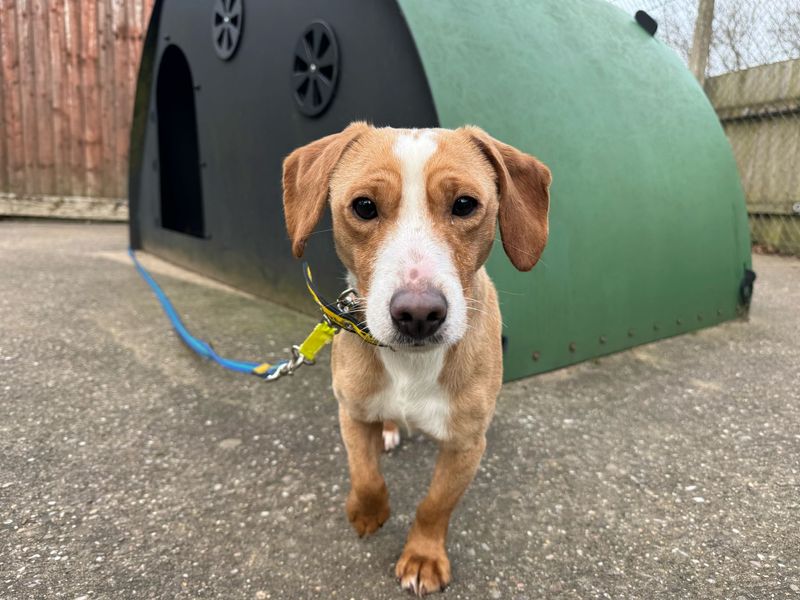 Jack Russell Terrier for adoption in Kenilworth, Warwickshire – 5 years old - Image 5 of 5