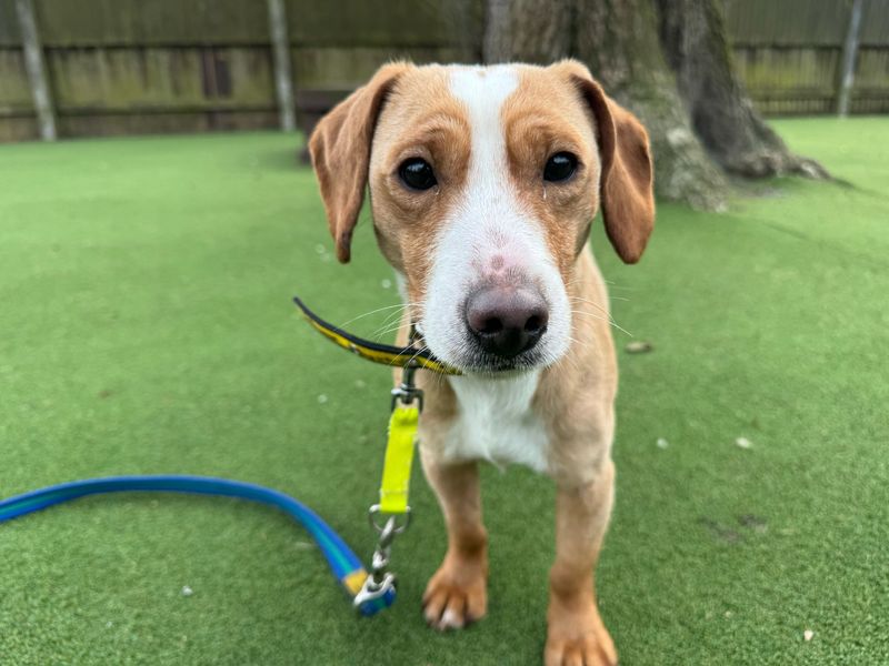 Jack Russell Terrier for adoption in Kenilworth, Warwickshire – 5 years old - Image 3 of 5