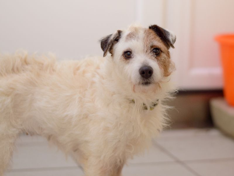 Jack Russell Terrier for adoption in Kenilworth, Warwickshire – 4 years old - Image 1 of 5