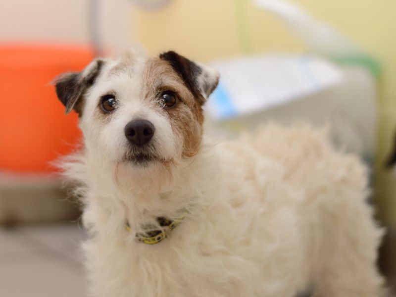 Jack Russell Terrier for adoption in Kenilworth, Warwickshire – 4 years old - Image 5 of 5