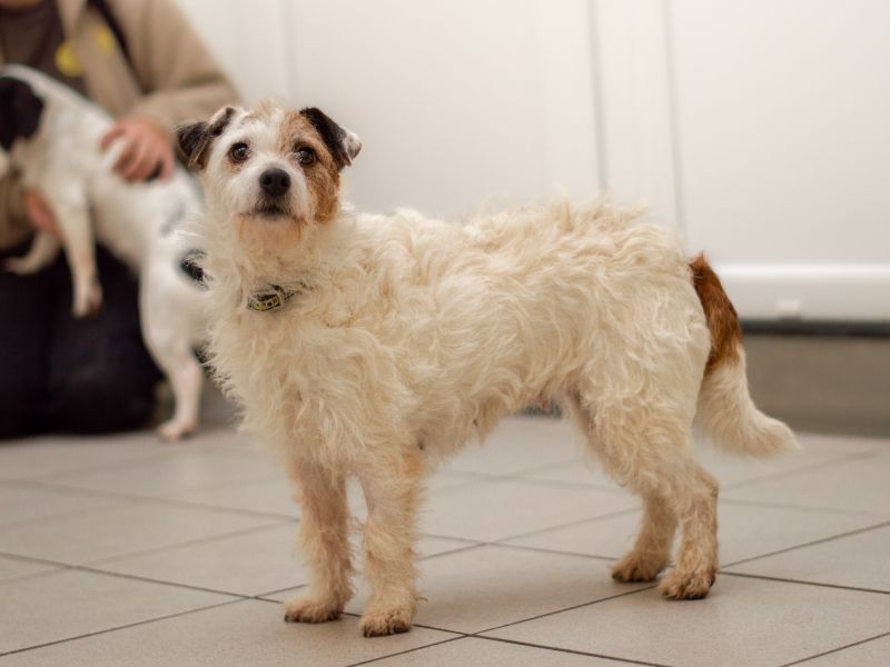 Jack Russell Terrier for adoption in Kenilworth, Warwickshire – 4 years old - Image 2 of 5