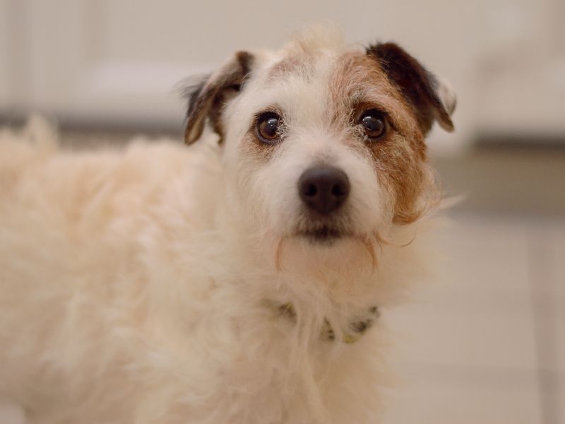 Jack Russell Terrier for adoption in Kenilworth, Warwickshire – 4 years old - Image 3 of 5