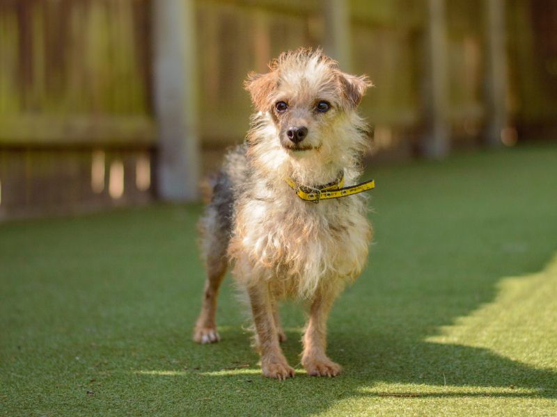 Yorkshire Terrier Dogs And Puppies For Adoption