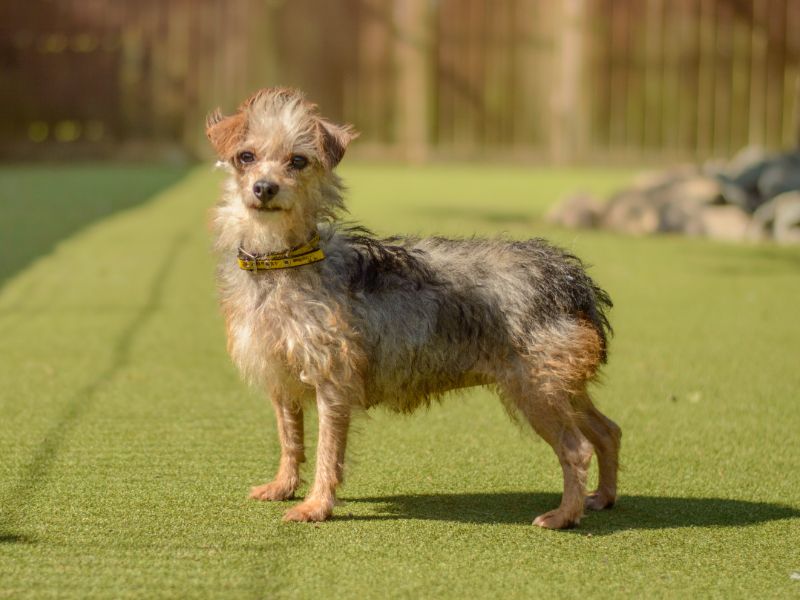 Yorkshire Terrier for adoption in Kenilworth, Warks – 4 years old - Image 3 of 4