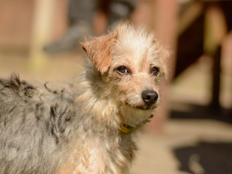 Yorkshire Terrier for adoption in Kenilworth, Warks – 4 years old - Image 4 of 4