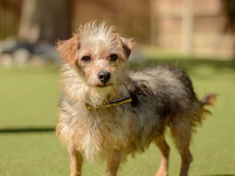 Yorkshire Terrier for adoption in Kenilworth, Warks – 4 years old - Image 2 of 4