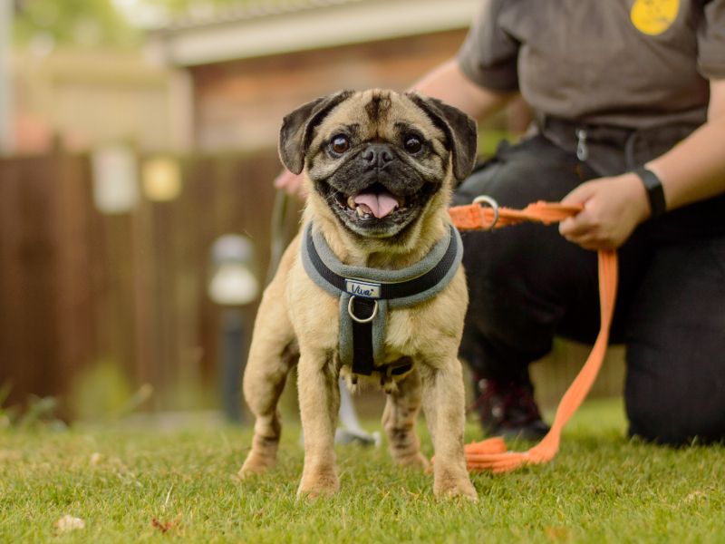 Pug for adoption in Kenilworth, Warks – 8 years old