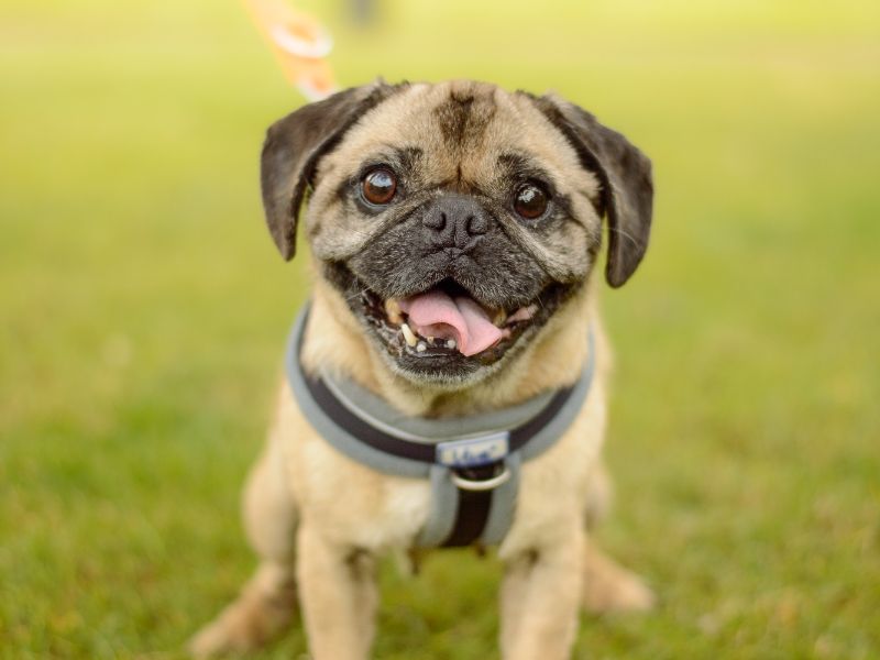 Pug for adoption in Kenilworth, Warks – 8 years old - Image 2 of 3