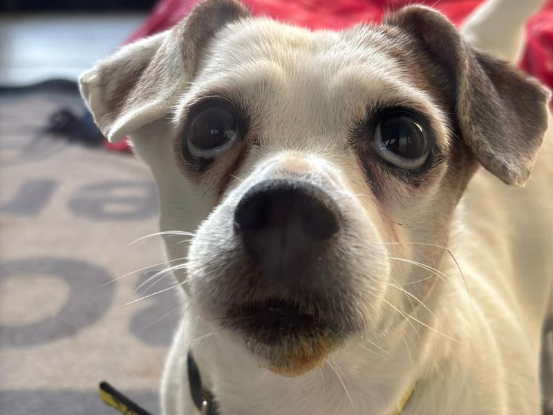 Jack Russell Terrier for adoption in Shoreham-by-Sea, West Sussex – 11 years old - Image 1 of 1