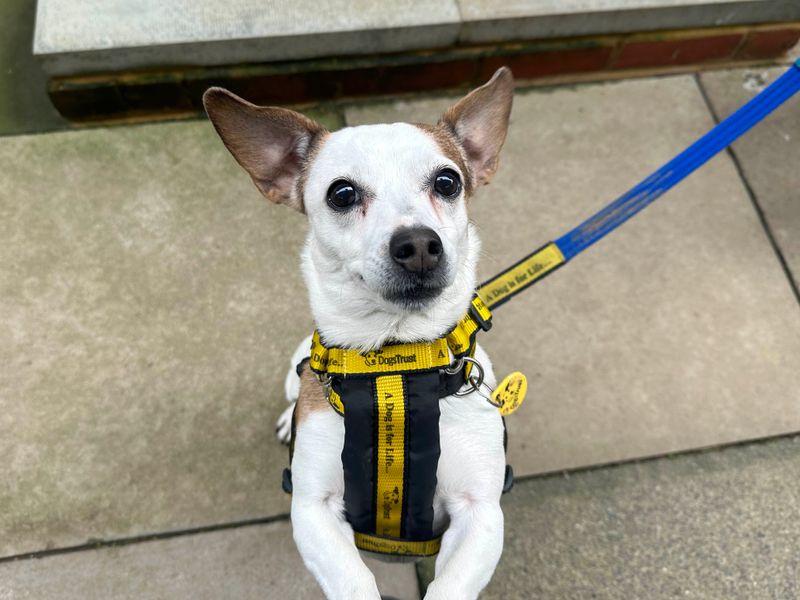 Jack Russell for adoption in Shoreham by Sea, West Sussex – 10 years old - Image 2 of 4