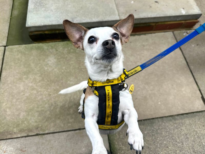 Jack Russell for adoption in Shoreham by Sea, West Sussex – 10 years old - Image 3 of 4