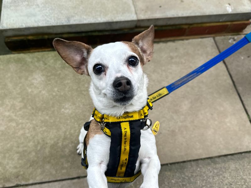 Jack Russell for adoption in Shoreham by Sea, West Sussex – 10 years old - Image 4 of 4