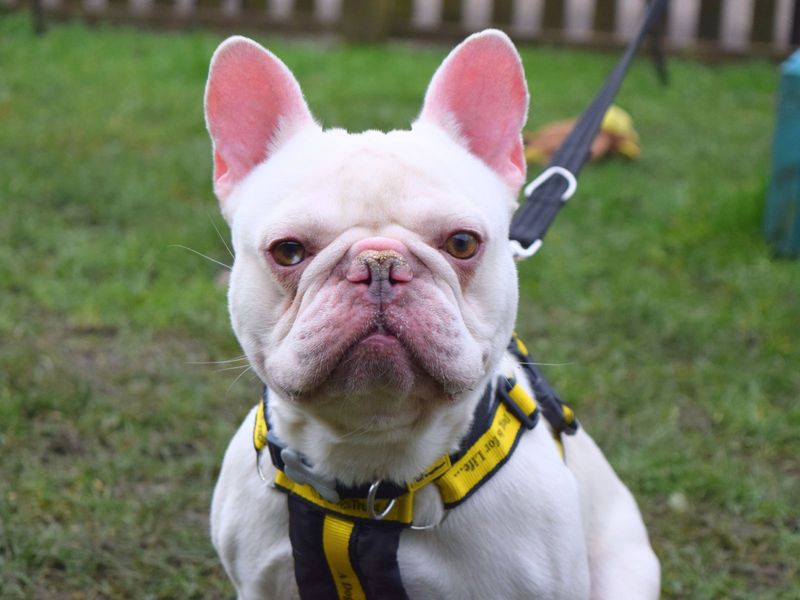 French Bulldog for adoption in Uxbridge, London – 2 years old - Image 3 of 3