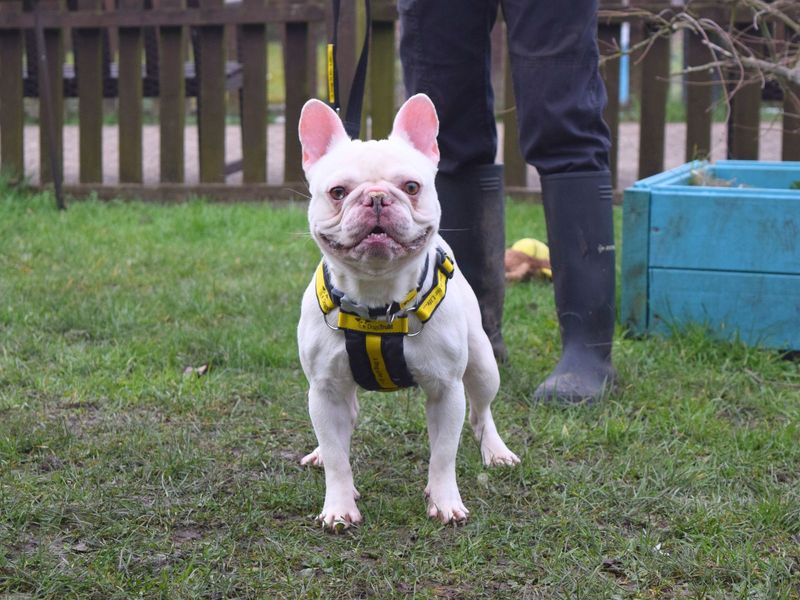 French Bulldog for adoption in Uxbridge, London – 2 years old - Image 2 of 3