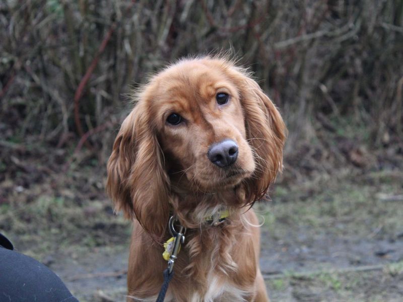 Cocker Spaniel for adoption in Glasgow, Scotland – 1 year old