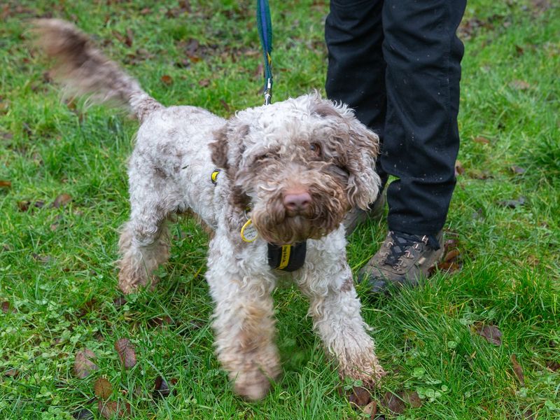 Cocker Spaniel for adoption in Wymeswold, Leicestershire – 6 years old - Image 2 of 2