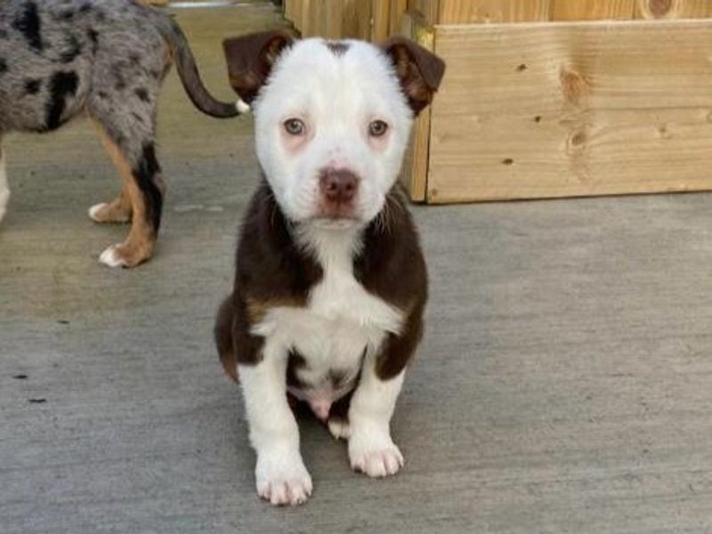 Border Collie for adoption in Ballymena, Co Antrim – 7 months old - Image 2 of 3