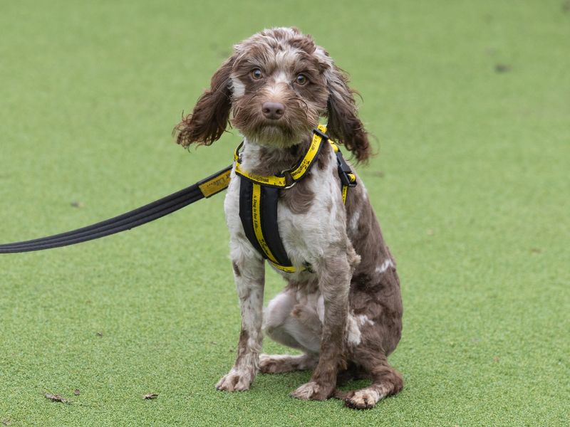 Raisin for sale in Wymeswold, Leicestershire - Image 3