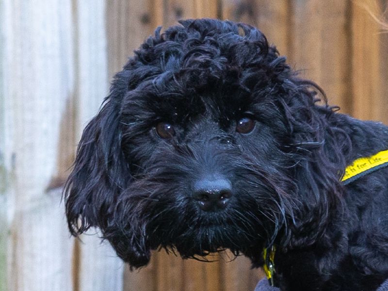 Poodle for adoption in Wymeswold, Leicestershire – 2 years old - Image 2 of 2